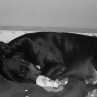 Gros dodo