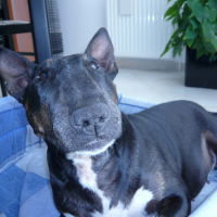 Photo #859 de Fibi