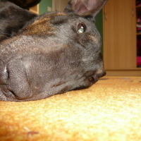 Photo #865 de Fibi