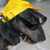 Photo #871 de Fibi