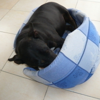 Photo #883 de Fibi