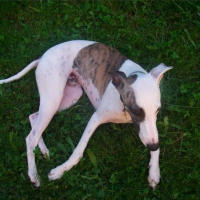 Photo #955 de Darky