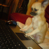 Bébé blaize sur internet