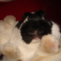 Photo #1627 de Cupidon