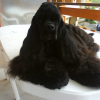koko