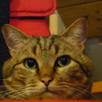 Photo #2917 de Ulysse