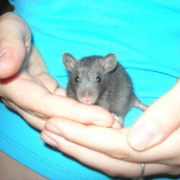 Photo #3499 de Yoshi
