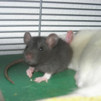Photo #3505 de Yoshi