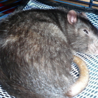Photo #3511 de Yoshi