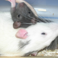 Photo #3523 de Yoshi