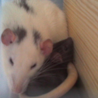 Photo #3529 de Yoshi