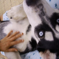 Photo #3607 de Choco