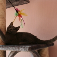 Photo #3775 de Daïquiri