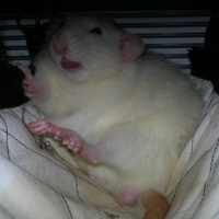 Photo #3823 de Dumbo
