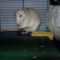Photo #3835 de Dumbo