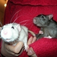 Photo #3841 de Dumbo
