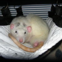 Photo #3847 de Dumbo