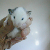 Photo #3853 de Dumbo