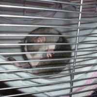 Photo #3859 de Bidule
