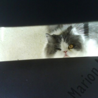 Photo #4063 de Zoulou