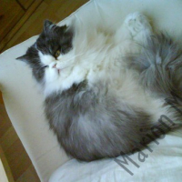 Photo #4069 de Zoulou