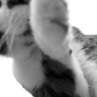 Photo #4183 de Truc