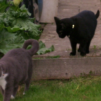 Photo #4213 de Mr black