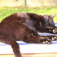 Photo #4219 de Mr black