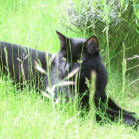 Photo #4225 de Mr black