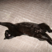 Photo #4249 de Mr black