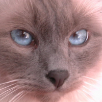 Photo #4675 de Skippy