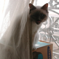 Photo #4681 de Skippy