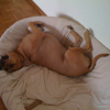 rrhhoo quelle vie de chien...