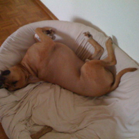 rrhhoo quelle vie de chien...