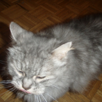 Photo #5107 de Mookie