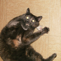 Photo #5203 de Mischa