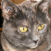 Photo #5209 de Mischa