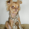 Chili_1