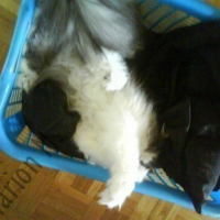 Photo #5863 de Zoulou