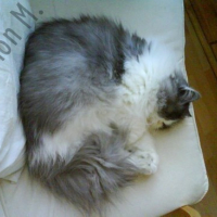 Photo #5875 de Zoulou