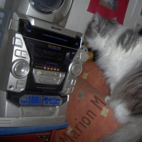 Photo #6223 de Zoulou