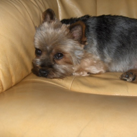 Photo #6781 de Canelle
