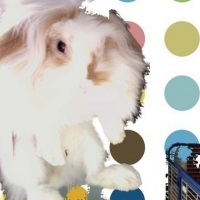 Photo #7141 de Fruitella