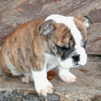 Photo #7489 de Sancho