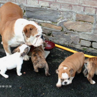 Photo #7495 de Sancho