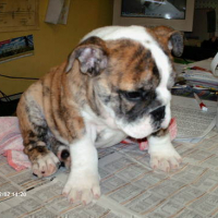Photo #7501 de Sancho