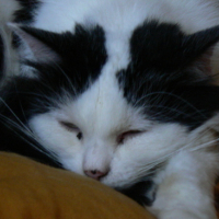 Photo #7645 de Plume