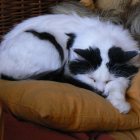 Photo #7651 de Plume
