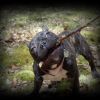 pittbull