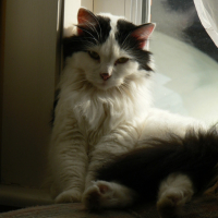 Photo #7849 de Plume